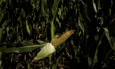 Време е хората да забравят стереотипите за генно-модифицираната храна