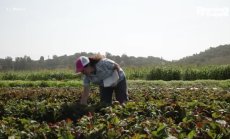 Робот на Google брои ягоди