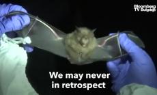 Откъде тръгна новият щам на вируса, част 1