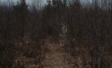 Обичаните от големите компании въглеродни кредити са предимно "неефективни"