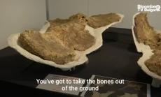 Най-големият австралийски динозавър