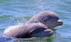 Хуманното отношение към животните се подобрява, не благодарение на активистите