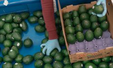 САЩ никога не са внасяли толкова много храна