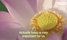 Лотосови стебла срещу Ковид-19