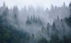 Никой не знае колко емисии въглерод отделя Земята