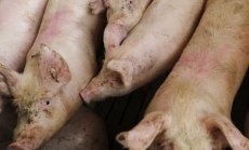 Китай наложи предварителни мита до 62% върху свинското месо от ЕС