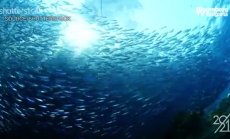 Основателят на Sutterstock за криптовалутите, дистанционната работа и Маями, част 1