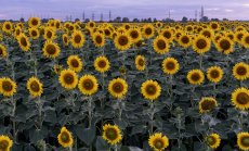 Руската инвазия бута света към глад - ще видим ли продоволствена криза като енергийната