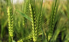 Реколтите пшеница в Китай може да паднат до 7-годишно дъно заради засушаване