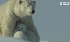 Учените предупреждават за бързо изчезващи видове