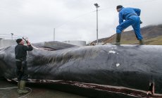 Защо миграционните маршрути на китовете са толкова важни за планетата?