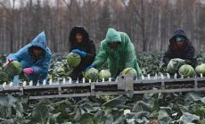 Триумф на пролетариата