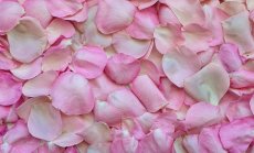 Очаква се сериозен отлив на дългогодишни розопроизводители от сектора