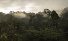 Учените твърдят, че държавите не разбират концепцията за „нетни нулеви емисии"