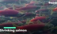 Сьомгата се смалява