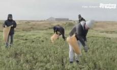 Конопената революция в Исландия, част 3