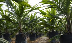 Квота за биогорива на САЩ изстреля нагоре цената на палмовото масло