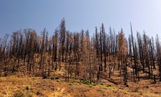 Големите централни банки влизат в битката срещу климатичните промени