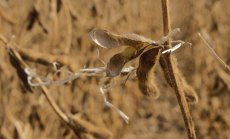 Китайската зърнена дипломация се завръща преди срещата Байдън-Си