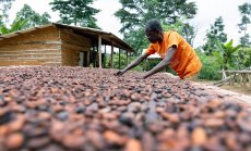 Реколтата от какао изглежда по-голяма, но няма да реши кризата с шоколада