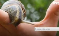 Български учени изследват лечебните свойства на охлювите и ги прилагат в медицината