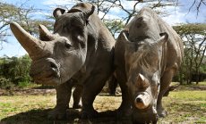 Биотехнологичен гигант твърди, че може да спаси почти изчезнал вид до 4 години