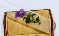 Пазарът на растителни тъканни култури: Преглед и тенденции