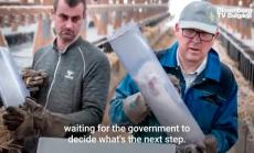 Датските фермери на норки избиха милиони животни