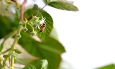 "Аварийна спирачка" за внос на мед от Украйна в ЕС влиза в сила от днес