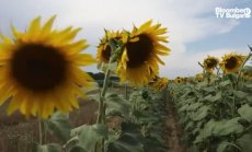 Прецизно пръскане с дронове, част 2