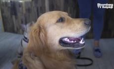 Канабидиолните кучета на Хонконг, част 2