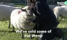 Детска учебна ферма намира нова цел сред пандемията