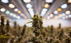 Как тревата може да спаси големите тютюневи компании