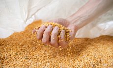 Български производител на грахови концентрати вече е сред най-големите в Европа