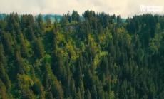 Да береш пари от дърветата