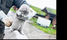 Европейската кожухарска промишленост е в риск след мерките във фермите за норки