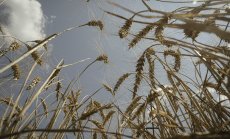 ЕС обмисля ограничения върху вноса на руски селскостопански продукти