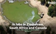 Мистериозната смърт на 356 слона