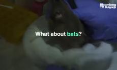 СЗО: Няма доказателства COVID да е лабораторен вирус