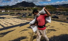 Nestle ще инвестира над $1 млрд. за предпазване на кафето от климатичните промени 