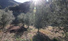 Как се отразяват високите цени на зехтина на европейските производители и потребители?