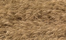 Страхът от недостиг изстреля цените на пшеницата 