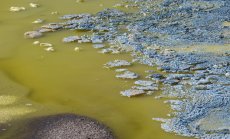 Мерки за околната среда в Китай спират около 10% от глобалните доставки на литий