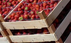 „100% американска“ работна сила в селското стопанство? Това е делюзия