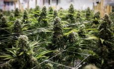 Акциите на производителите на канабис поскъпват след изказване на Куомо 