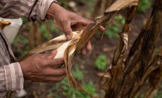 Румъния предупреждава, че износът на царевица може да спадне заради сушата