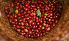Rabobank: Рекордни реколти ще свалят цените на какаото и кафето през 2026 г.