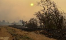 Огромни пожари ще навредят на реколтата от захар в най-големия доставчик