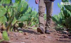 Кактусът навлиза в модната индустрия, част 1