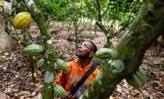 Търговците на какао разчитат на старомодни методи на фона на пазарните сътресения 